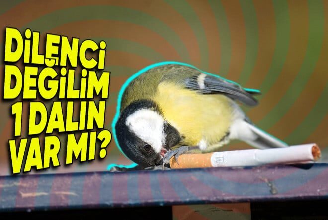 Kuşlar Neden Tiryaki Gibi Yuvalarına İzmarit Taşıyor? Hayır, Yuvalarını İnşa Etmek İçin Değil!